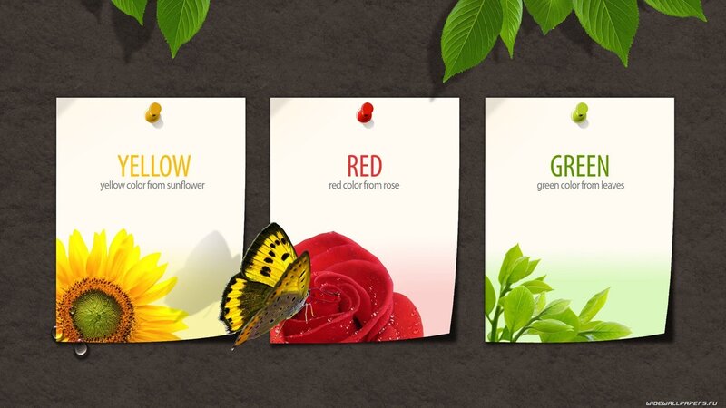 Color theme with flowers and butterfly
