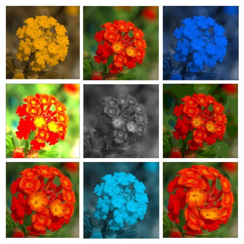 Color variations of a flower