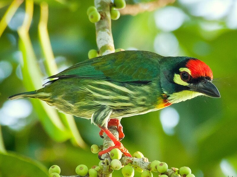Colored Barbet Bird — Green
