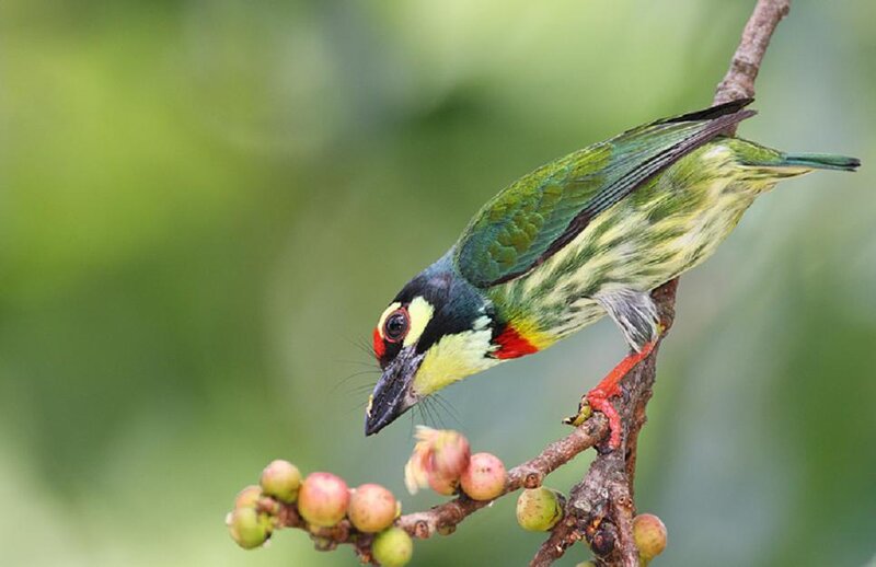 Colored Barbet Bird