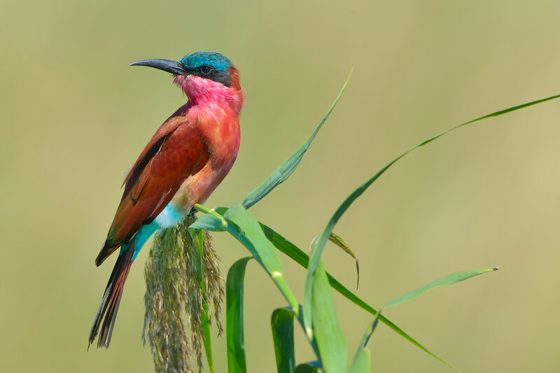 Colored Bee-eater Bird
