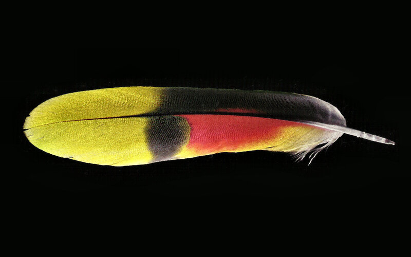 Colored Bird Feather