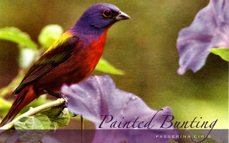 Colored Bird on Flower