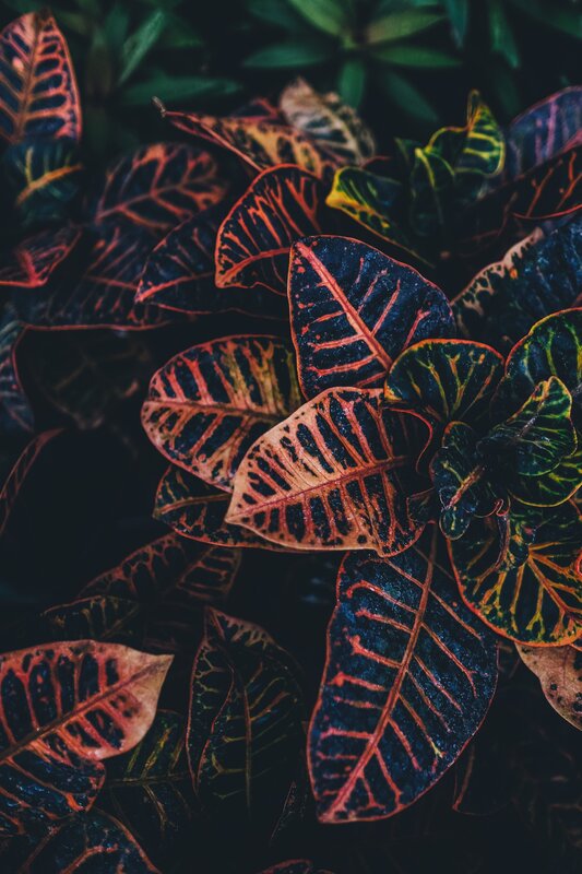Colored Croton Leaves