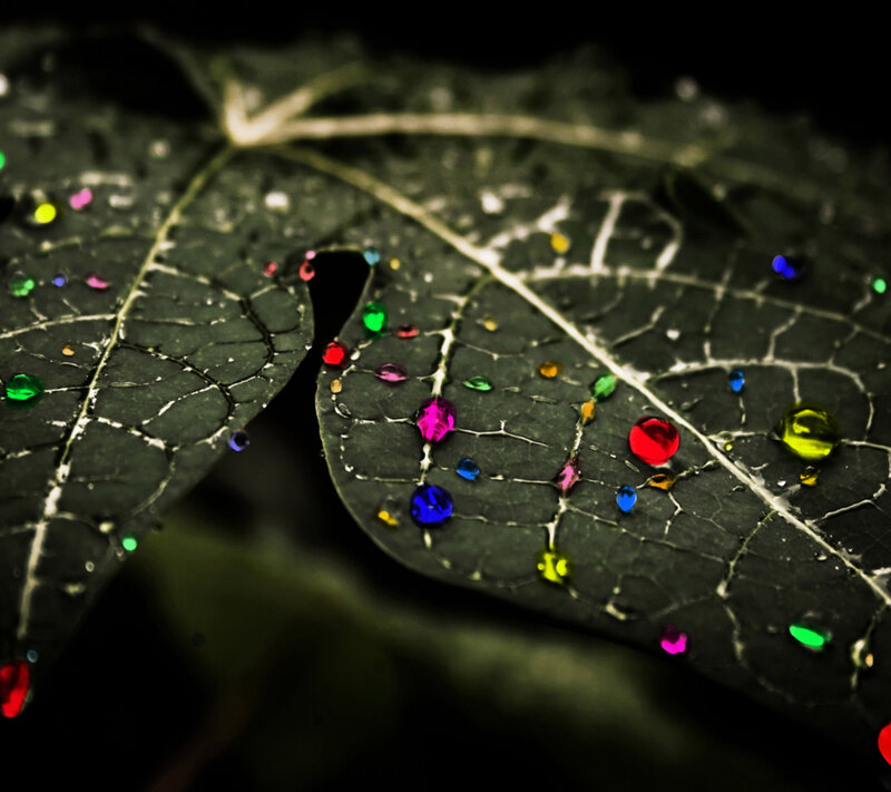 Colored Droplets on Leaf