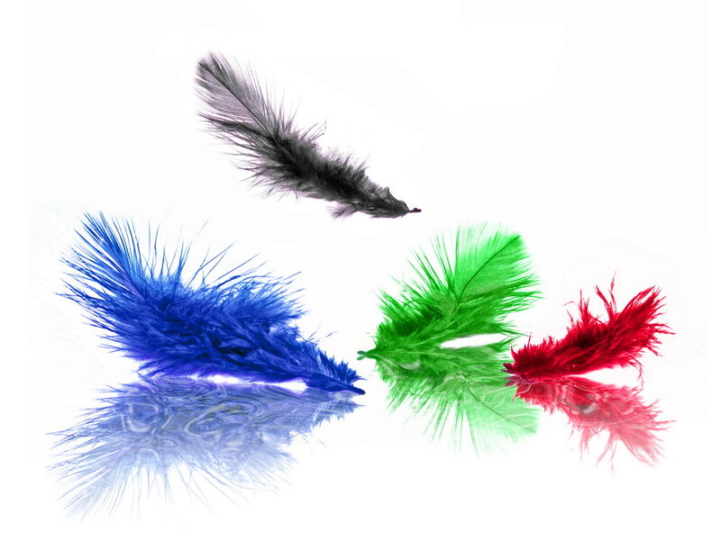 Colored Feathers on White