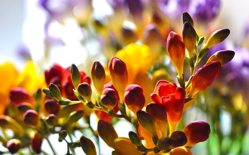 Colored Freesia Buds