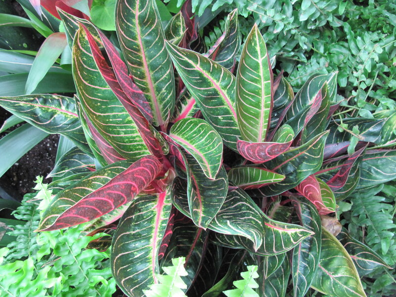 Colored-leaf Plant — Green