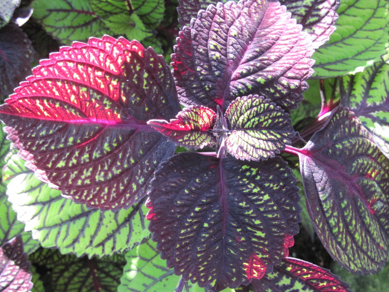 Colored Leaf Plant — Purple