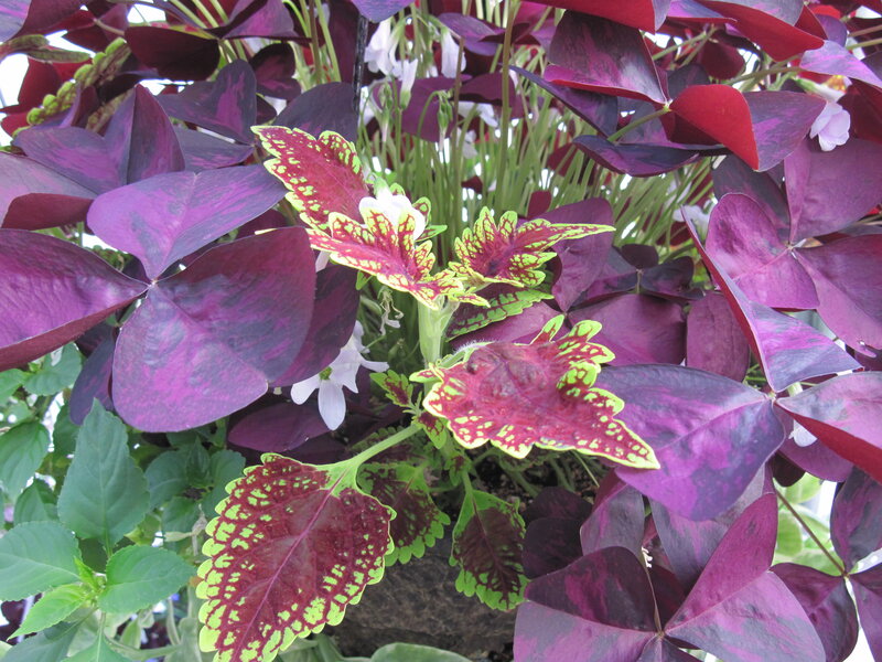 Colored Leaf Plants