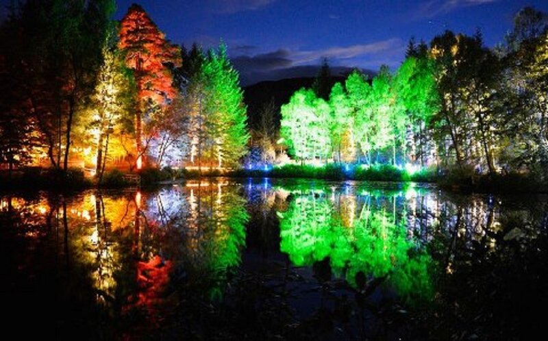 Colored Lights on Trees — Green