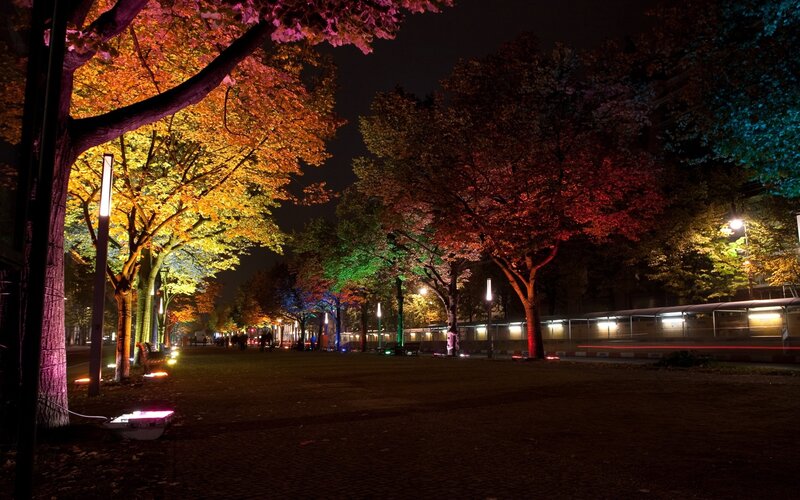 Colored Lights on Trees — Purple, Serene, Night, Photograph, Streetlights