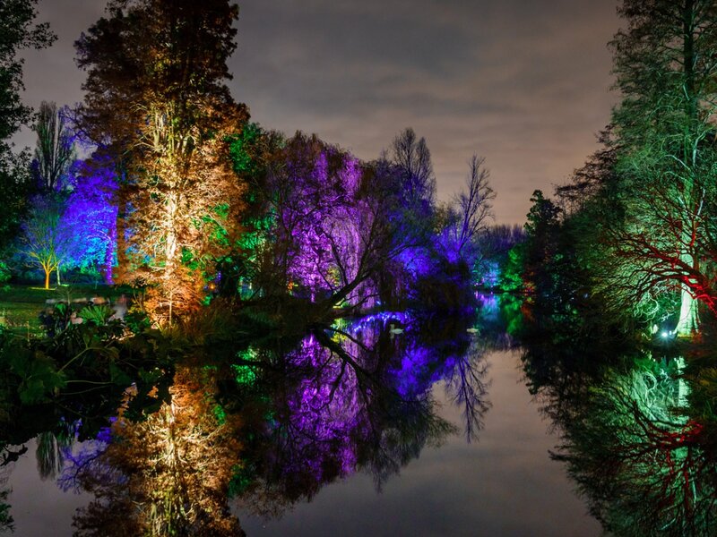 Colored Lights on Trees — Purple, Serene, Night, Photograph