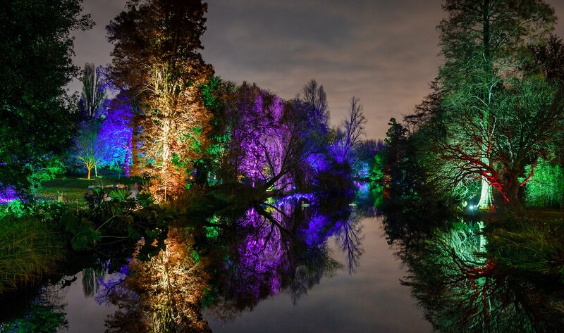 Colored Lights on Trees — Purple, Serene