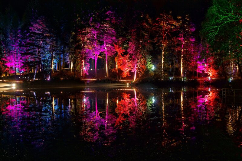 Colored Lights on Trees — Purple