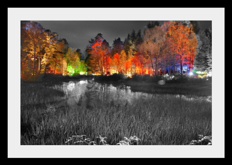 Colored Lights on Trees