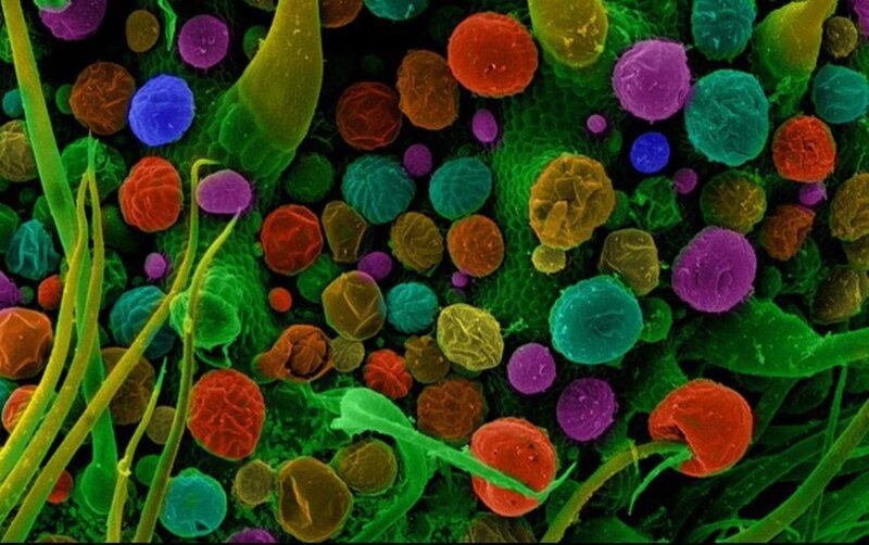 Colored Pollen Grains