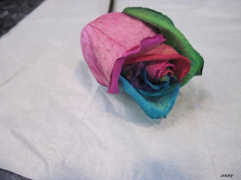 Colored Rose on Paper