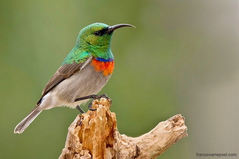Colored Sunbird Perched