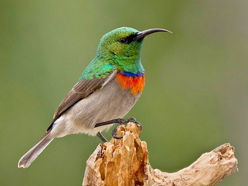 Colored Sunbird