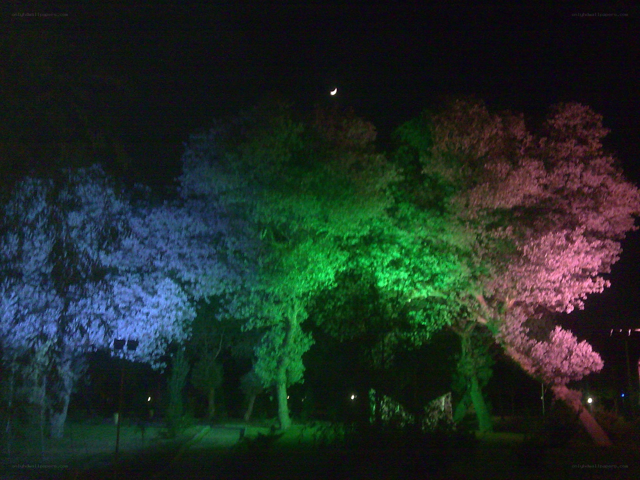 colored trees under moonlight