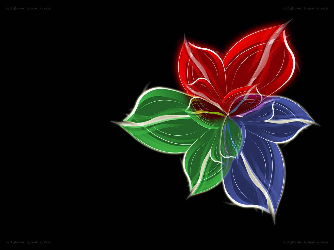 colorful abstract flower design