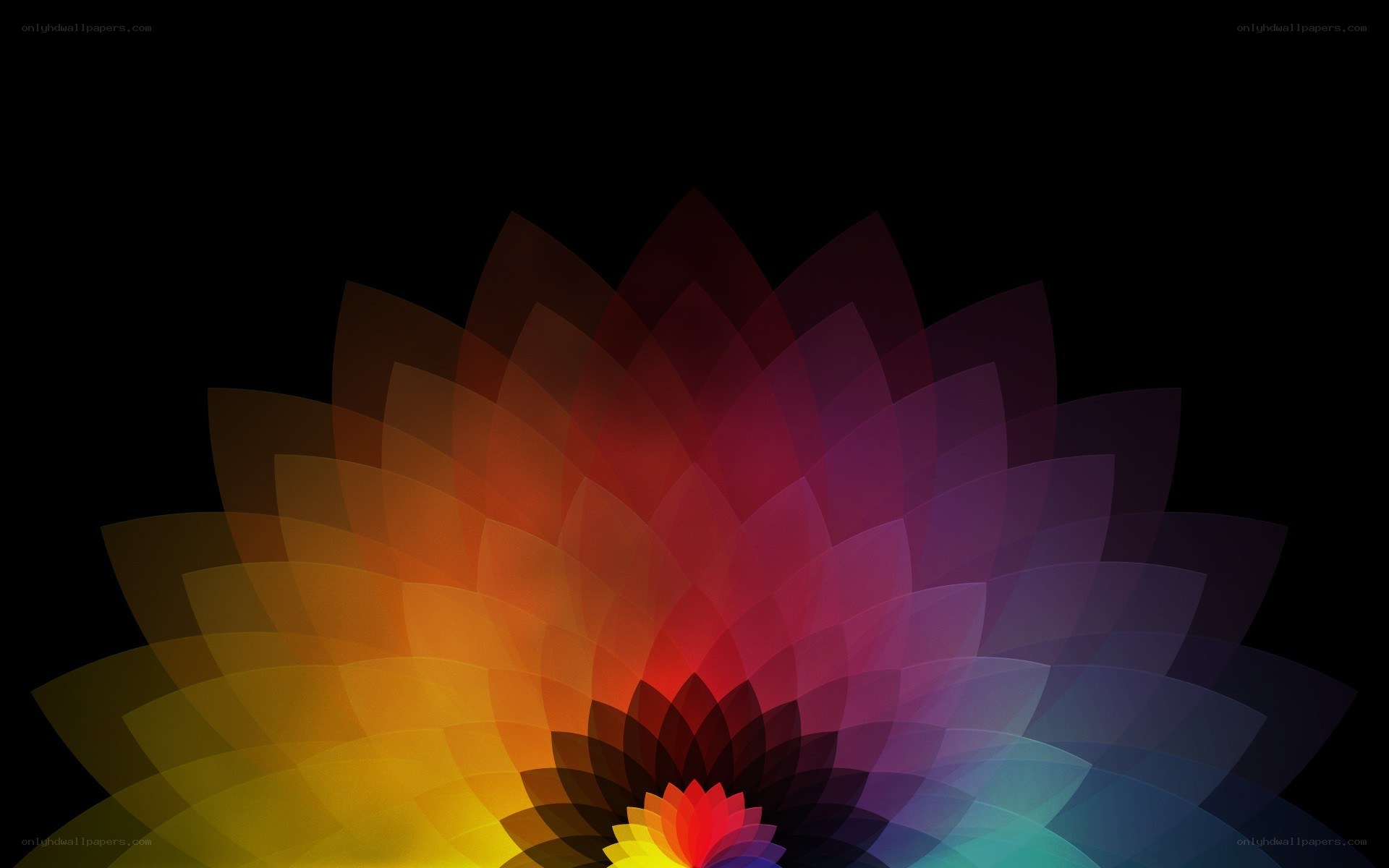colorful abstract flower design