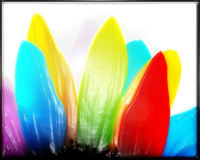 Colorful abstract flower petals