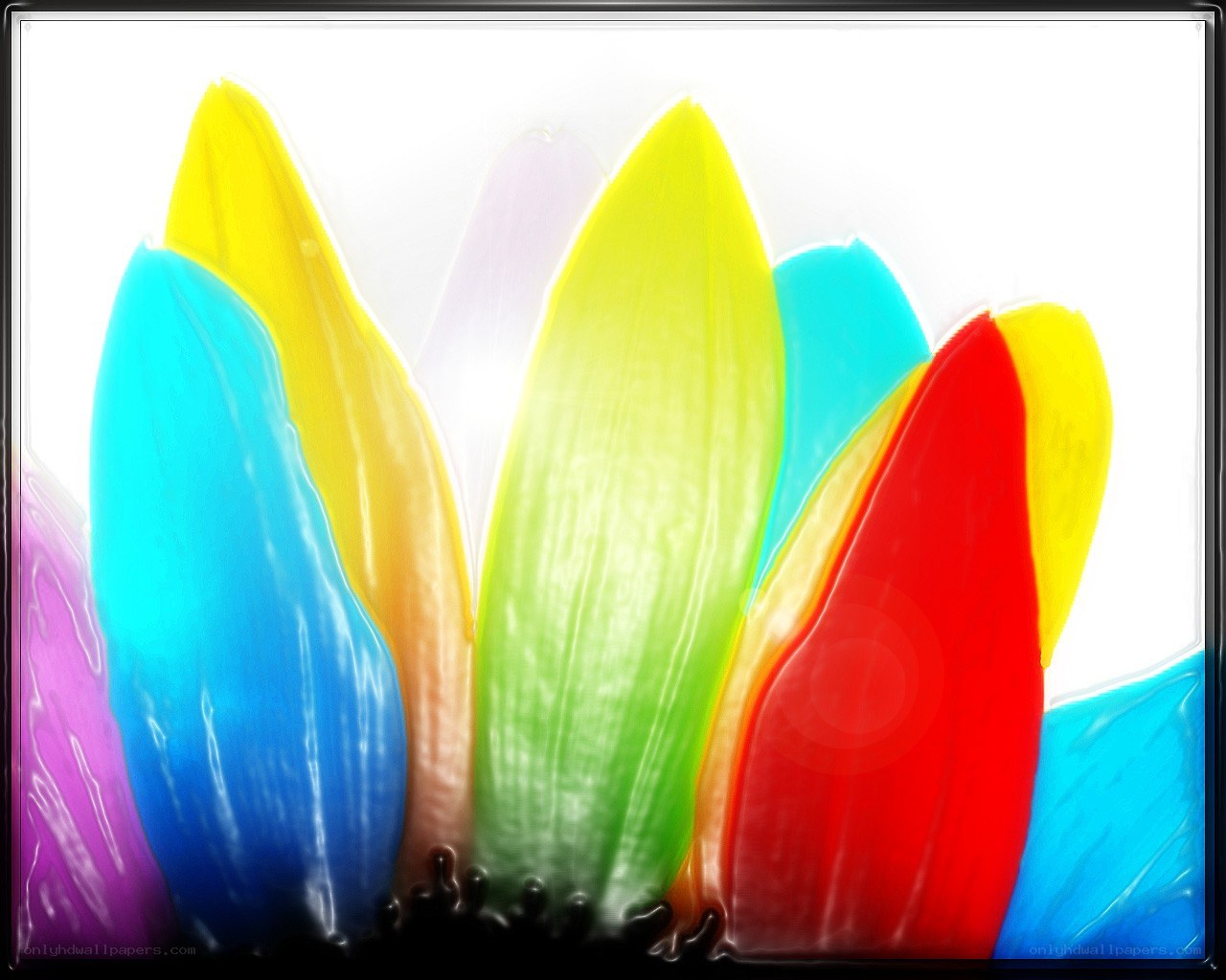 Colorful abstract flower petals