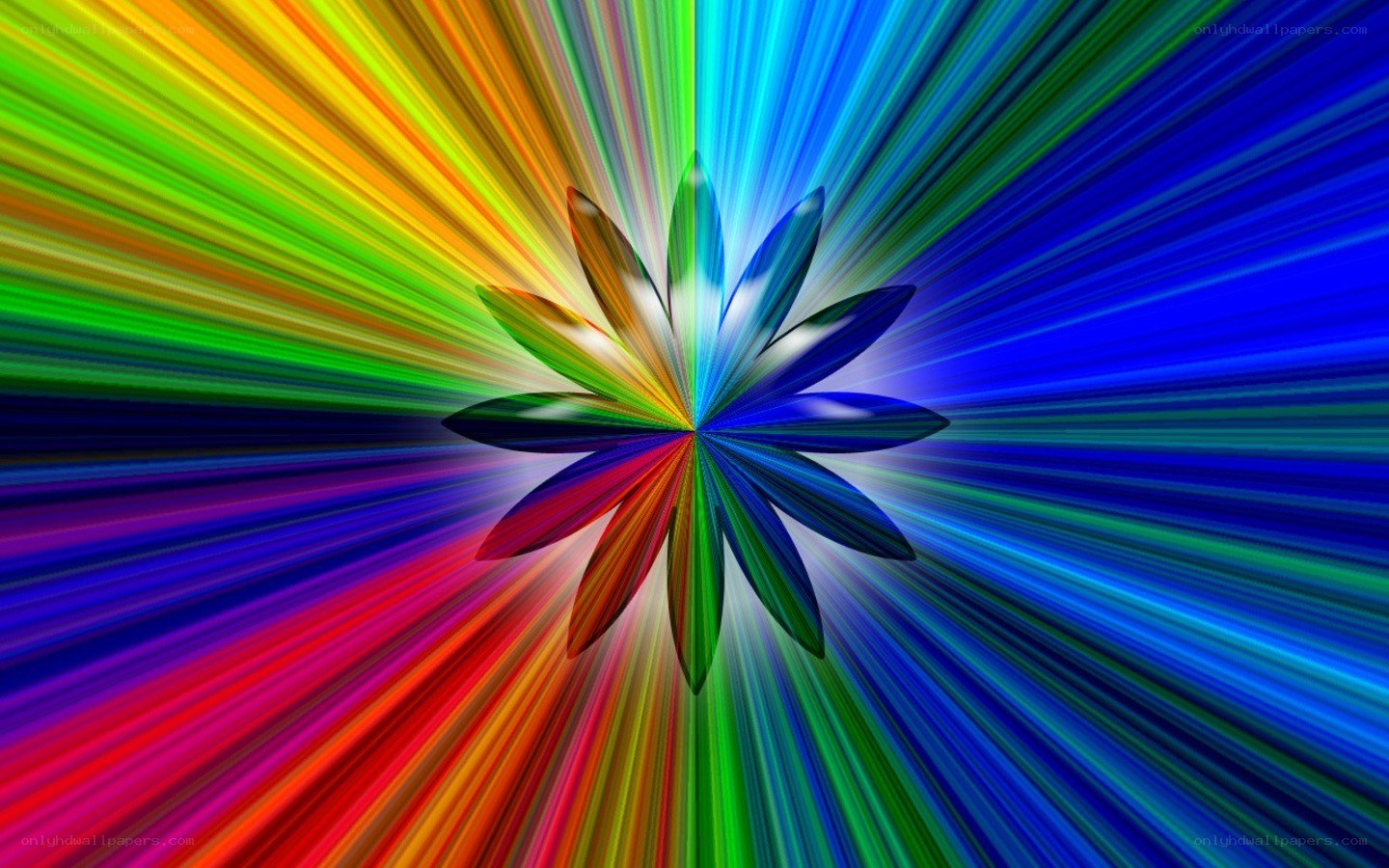 colorful abstract flower radiance