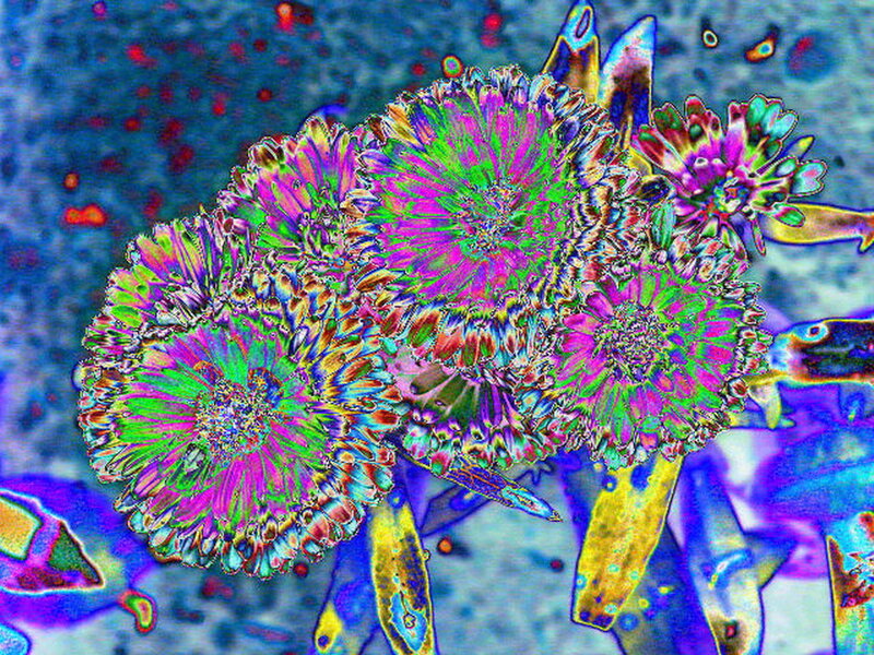Colorful Abstract Flowers — Purple, Vibrant, Digital Art