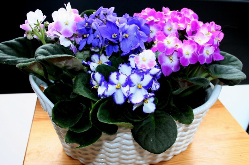 colorful African violets in basket