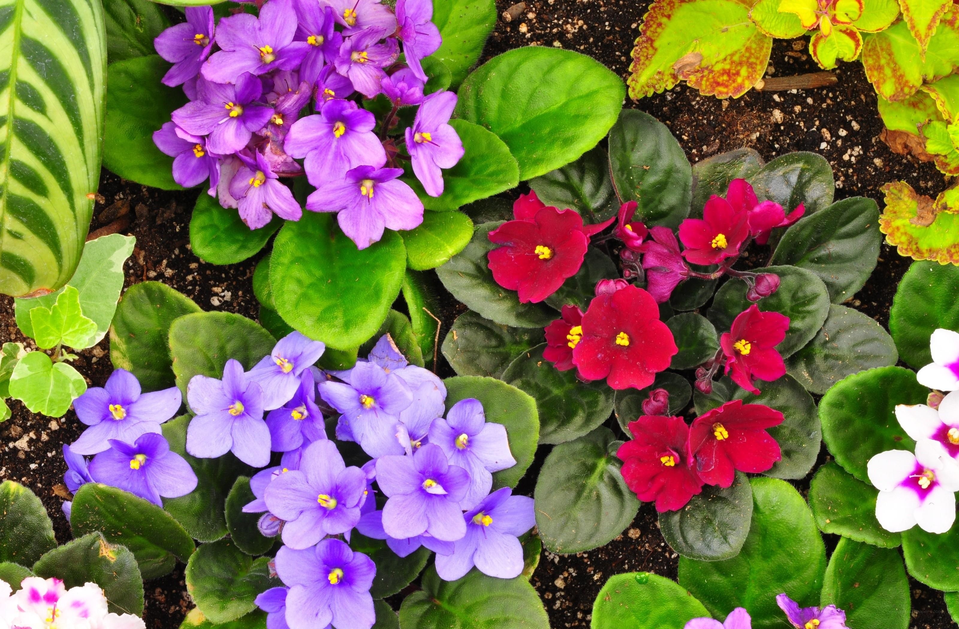 Colorful African violets in bloom