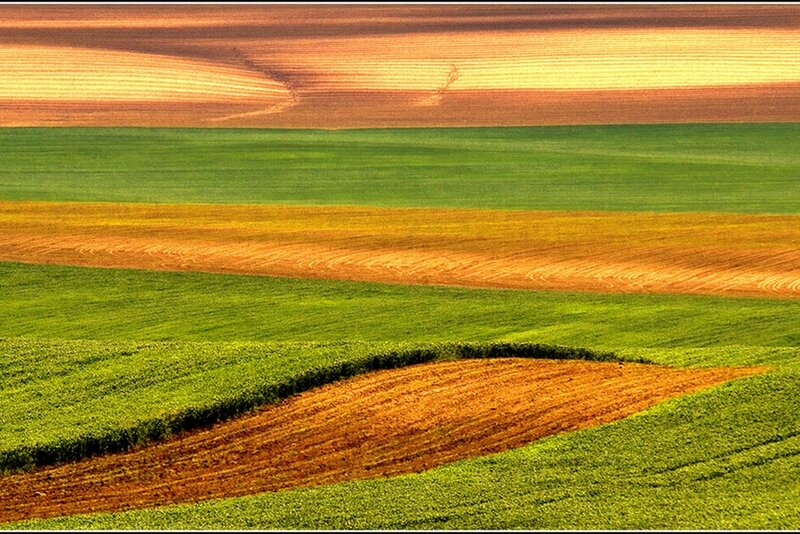 Colorful Agricultural Fields — Green