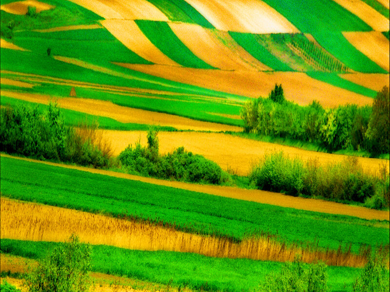 Colorful agricultural fields