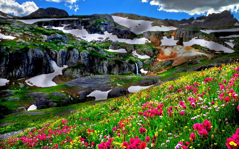 Colorful Alpine Flowers