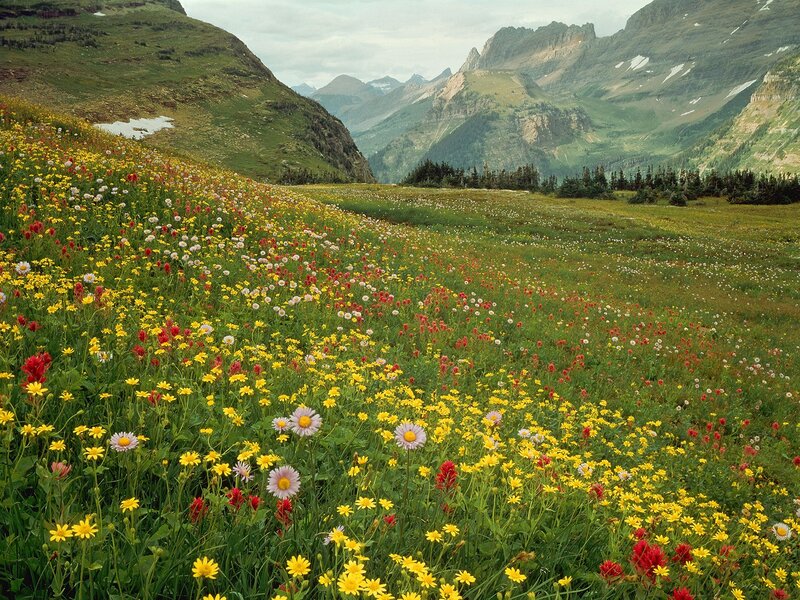Colorful alpine meadow