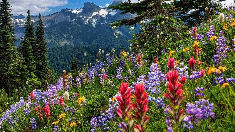 Colorful alpine wildflowers in mountain landscape