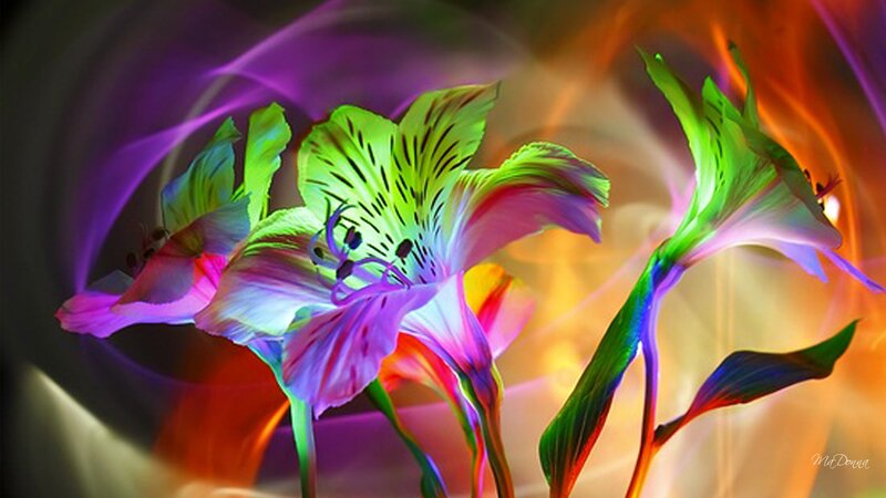 Colorful Alstroemeria Flowers — Green