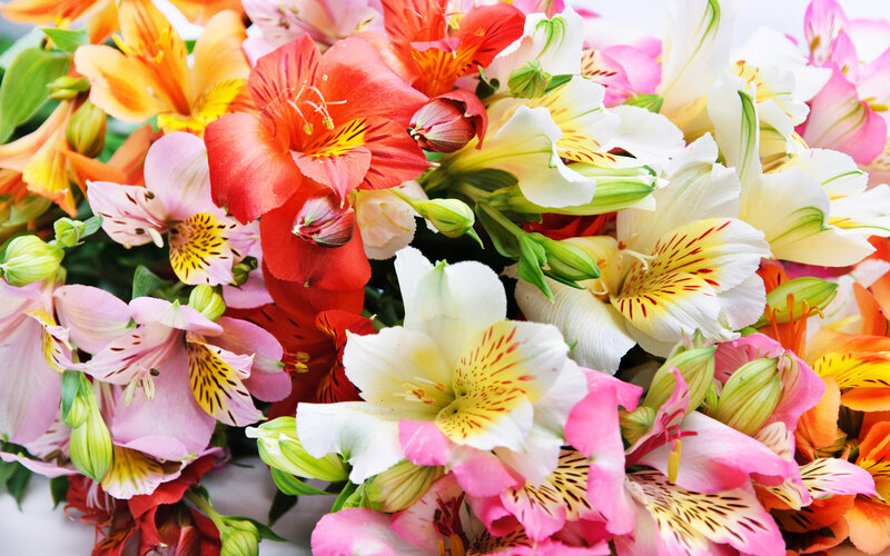 Colorful Alstroemeria Flowers — Pink