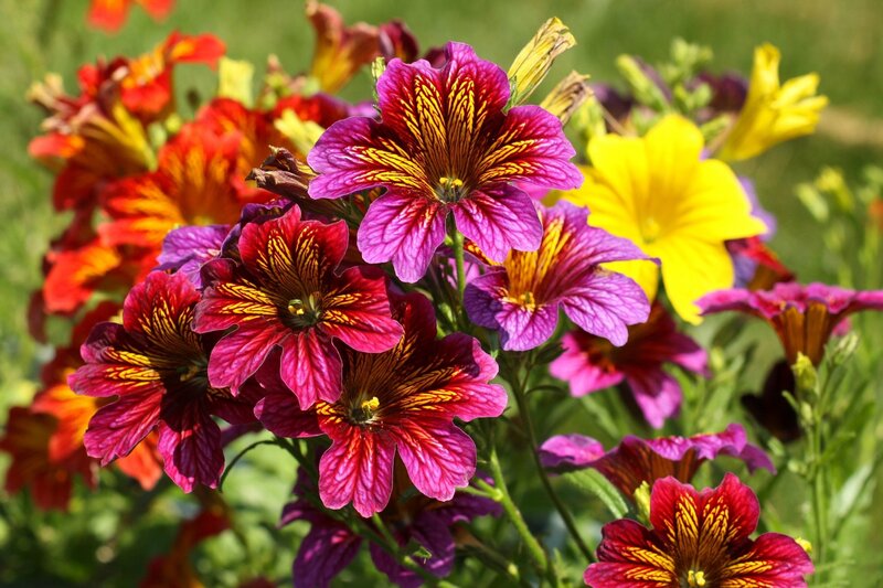 Colorful Alstroemeria Flowers — Purple