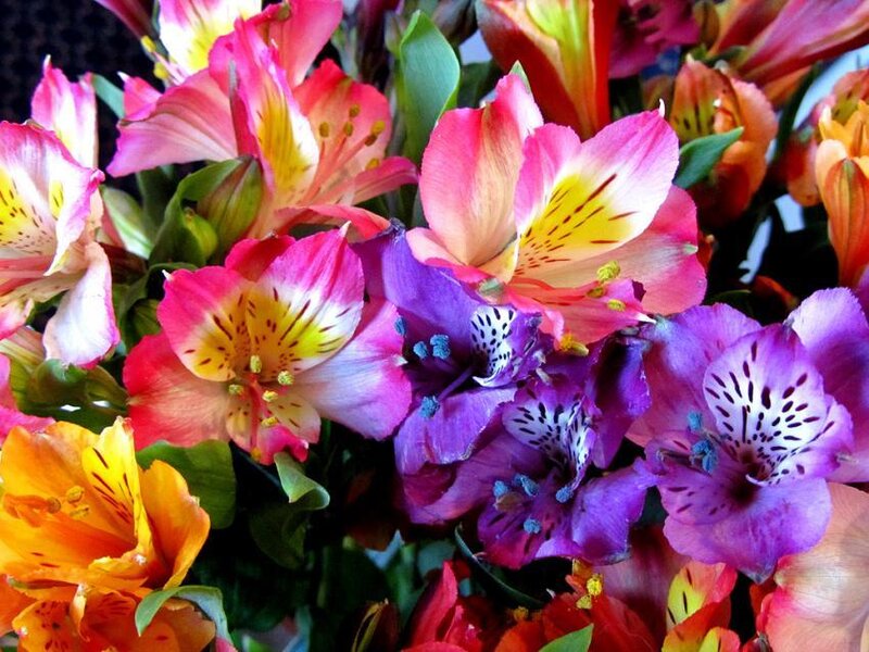 Colorful Alstroemeria Flowers