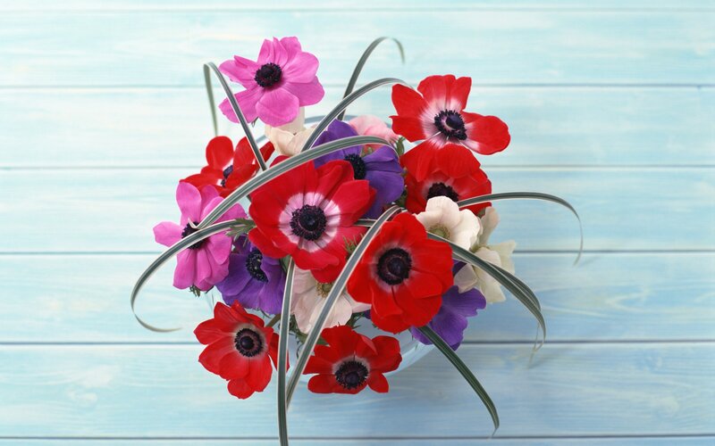 Colorful anemone bouquet