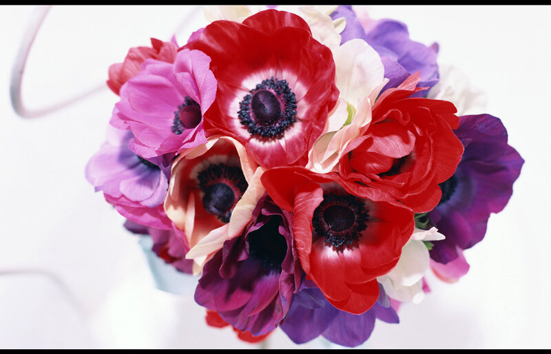 Colorful Anemone Bouquet — Red, Calm