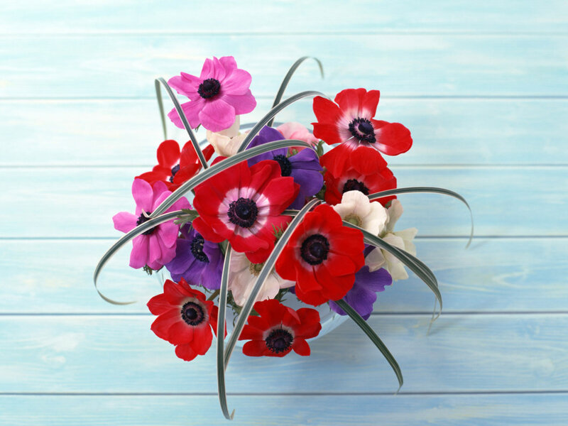 Colorful anemone flower bouquet