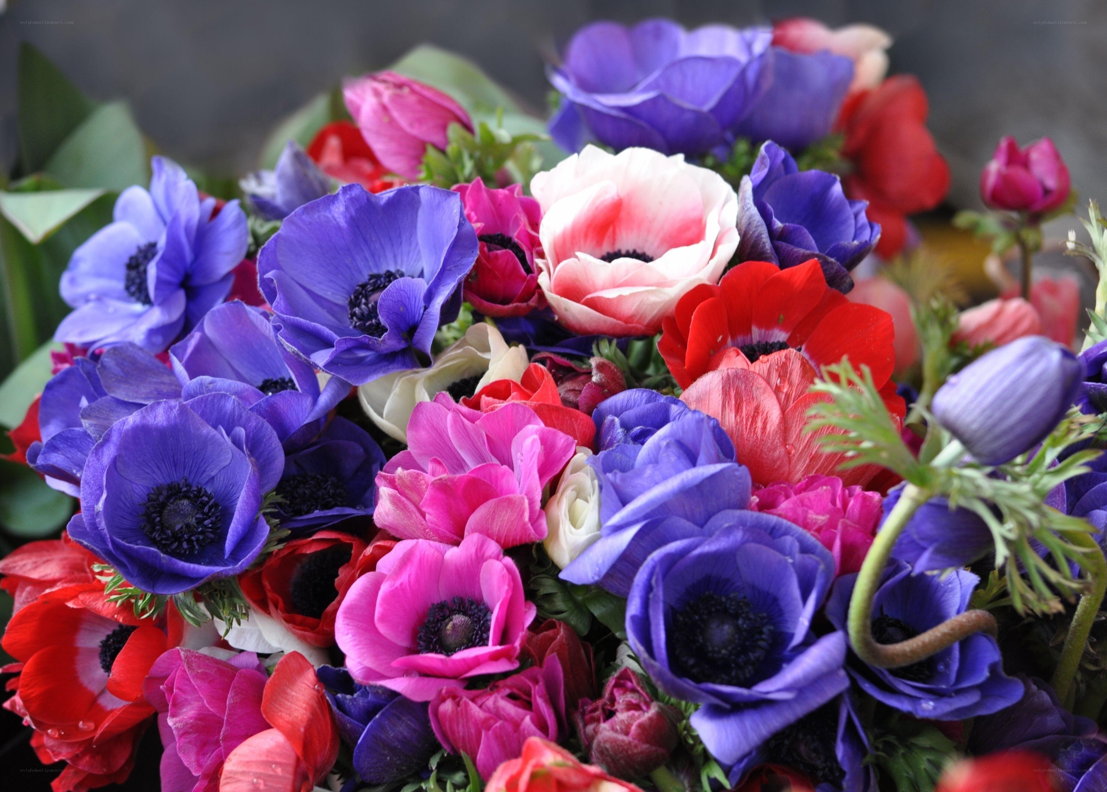 Colorful anemone flower bouquet
