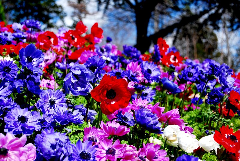 Colorful Anemone Flowers — Blue