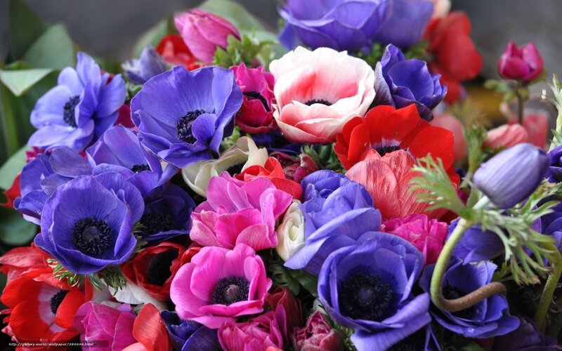 Colorful Anemone Flowers — Blue, Vibrant