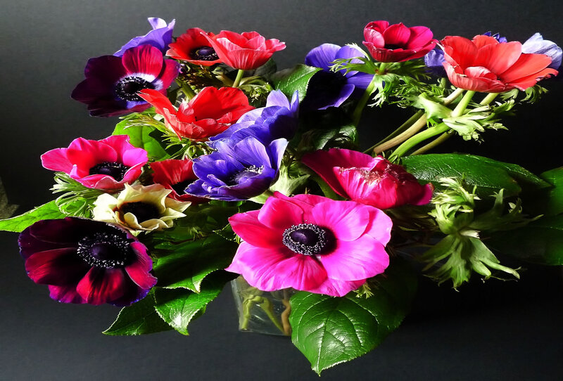Colorful Anemone Flowers — Purple