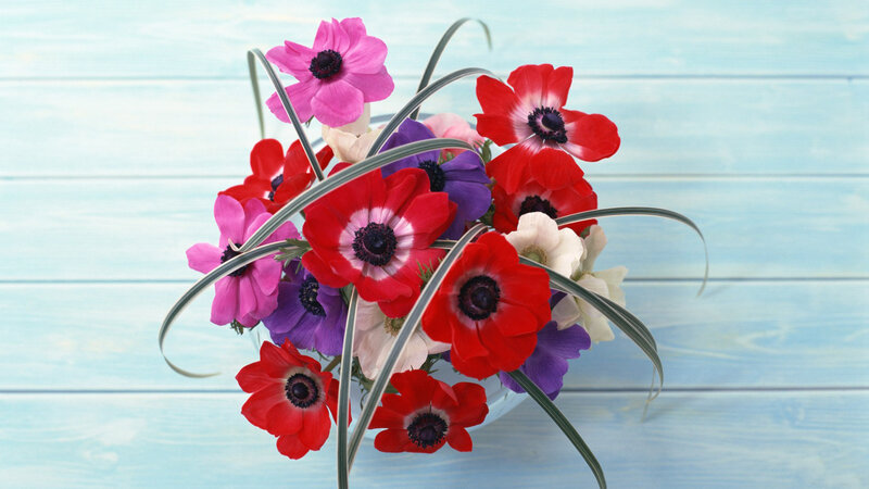 Colorful Anemone Flowers — Red, Calm